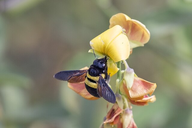 Carpenter Bee