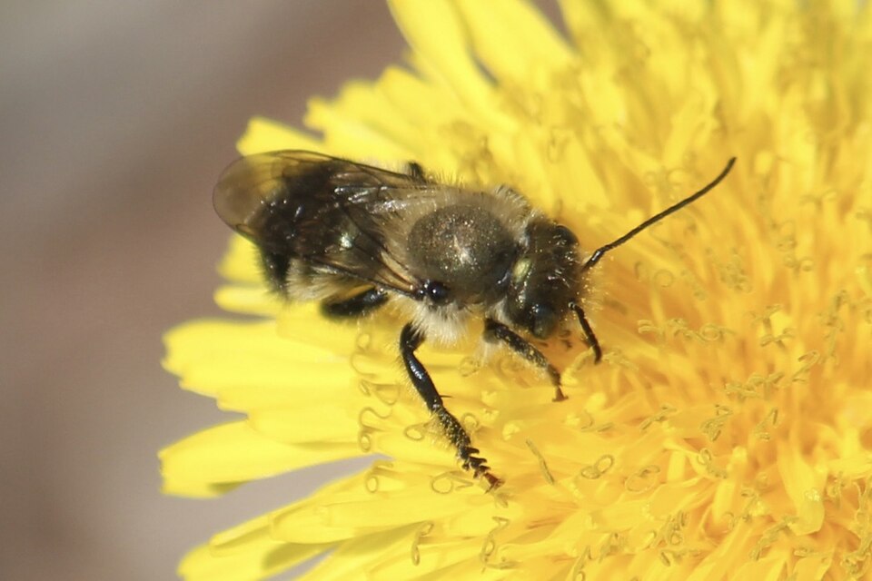 Mason Bee