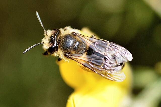 Mining Bee