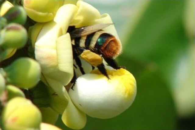 Orchid Bee
