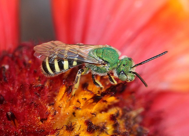 Sweat Bee